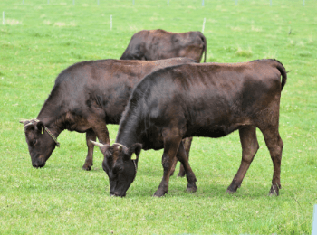 牧場ごとのブランド牛